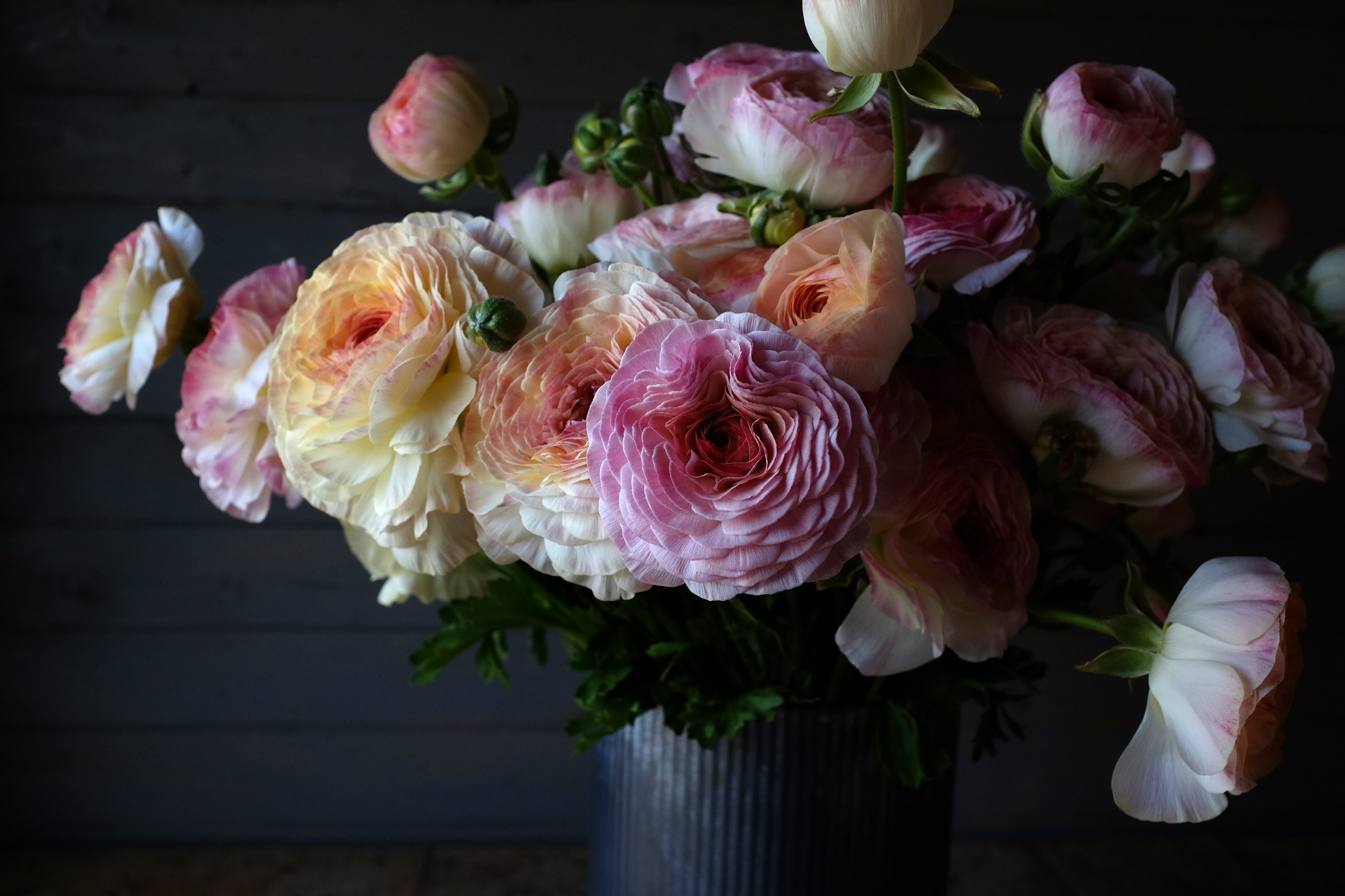 Italian Ranunculus Bianco Sfumato Corms
