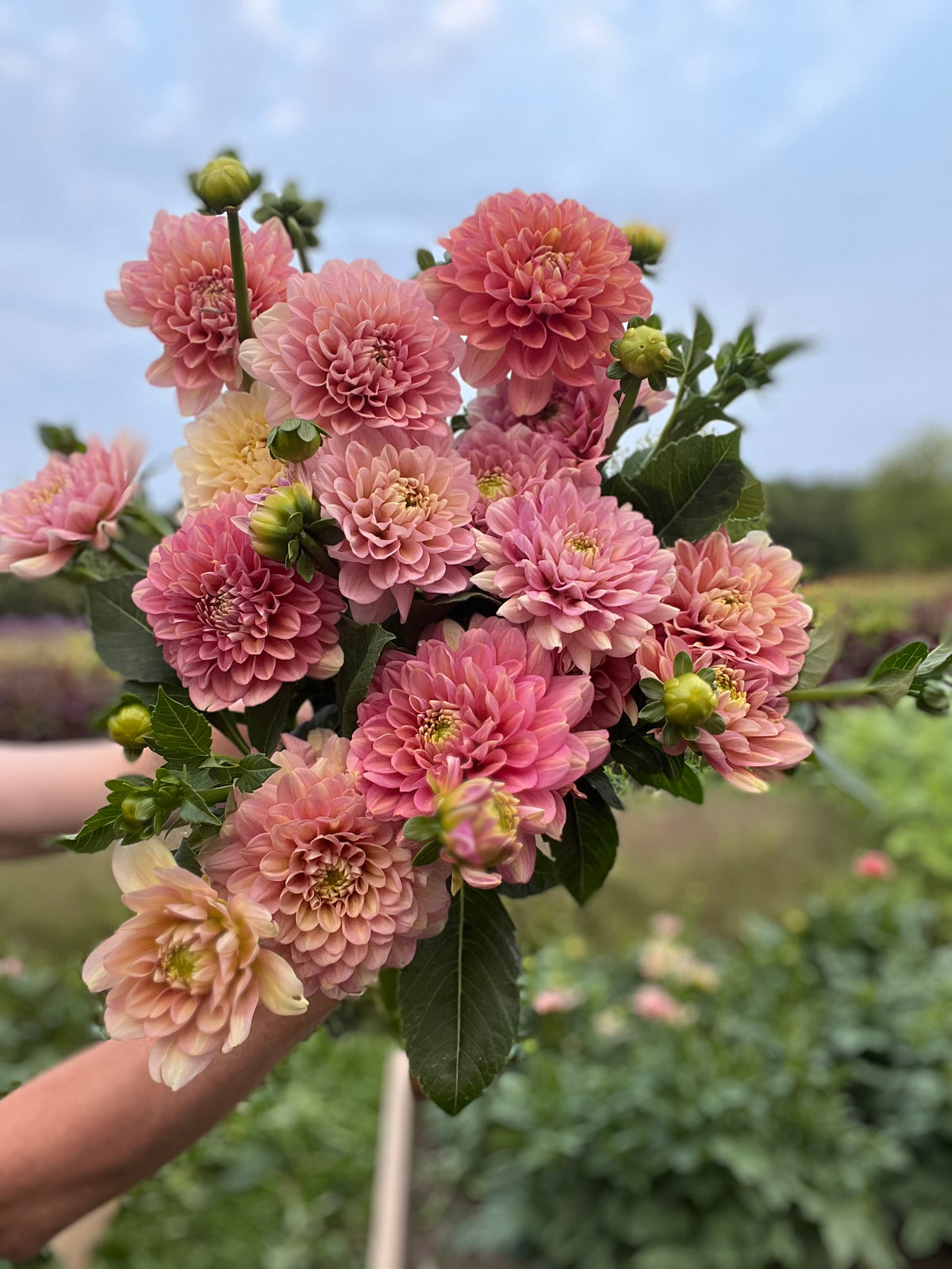 Milena Fleur Dahlia Tuber - *Product NOT sold out* SALES START SUNDAY MARCH 1ST AT 4PM