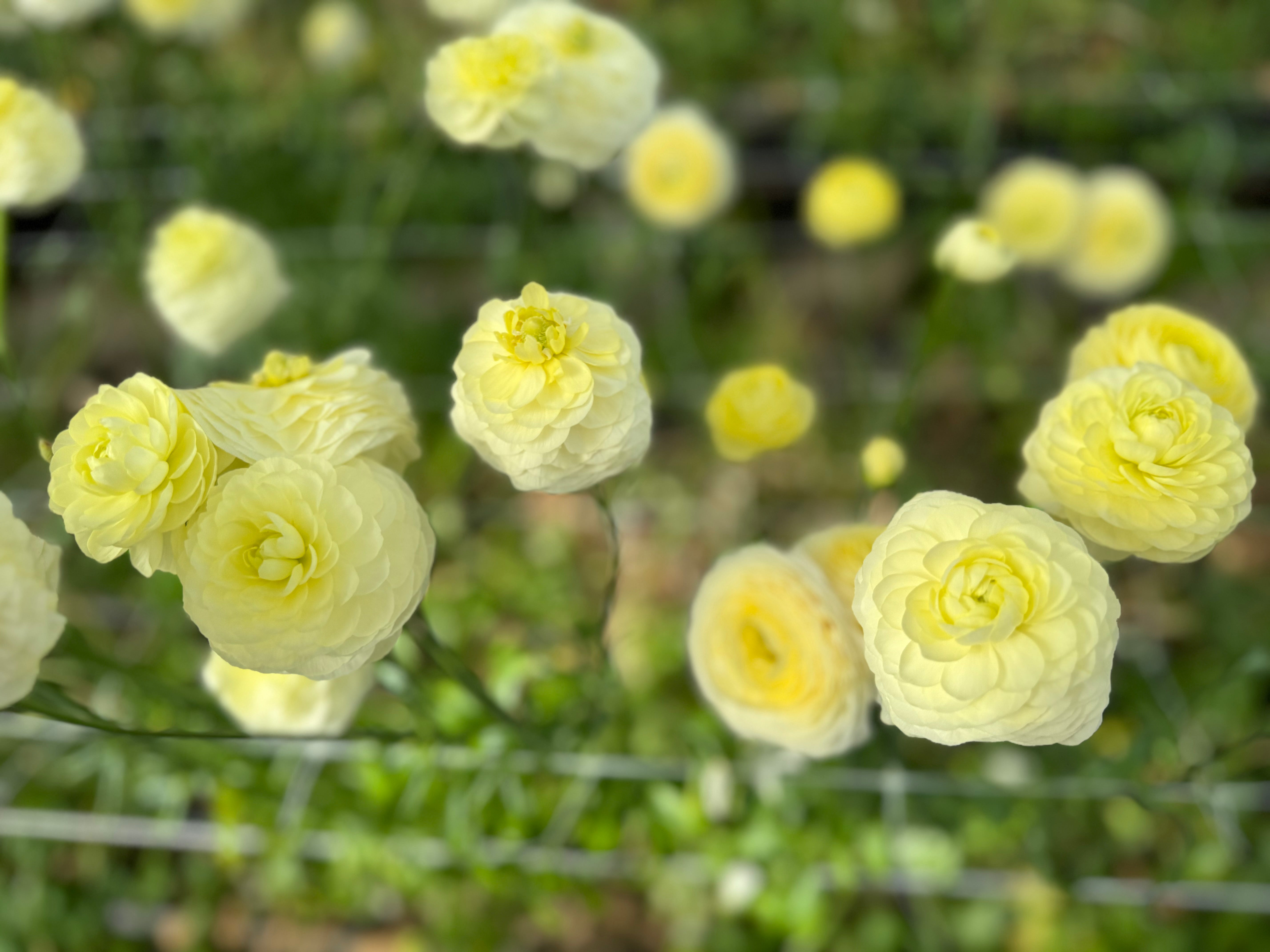 Italian Ranunculus Crema Corms - COMING SEPTEMBER 7TH AT 5PM