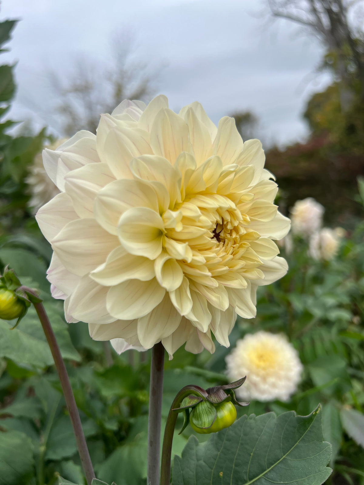Masterclass Dahlia Tuber - *Product NOT sold out* SALES START SUNDAY MARCH 1ST AT 4PM