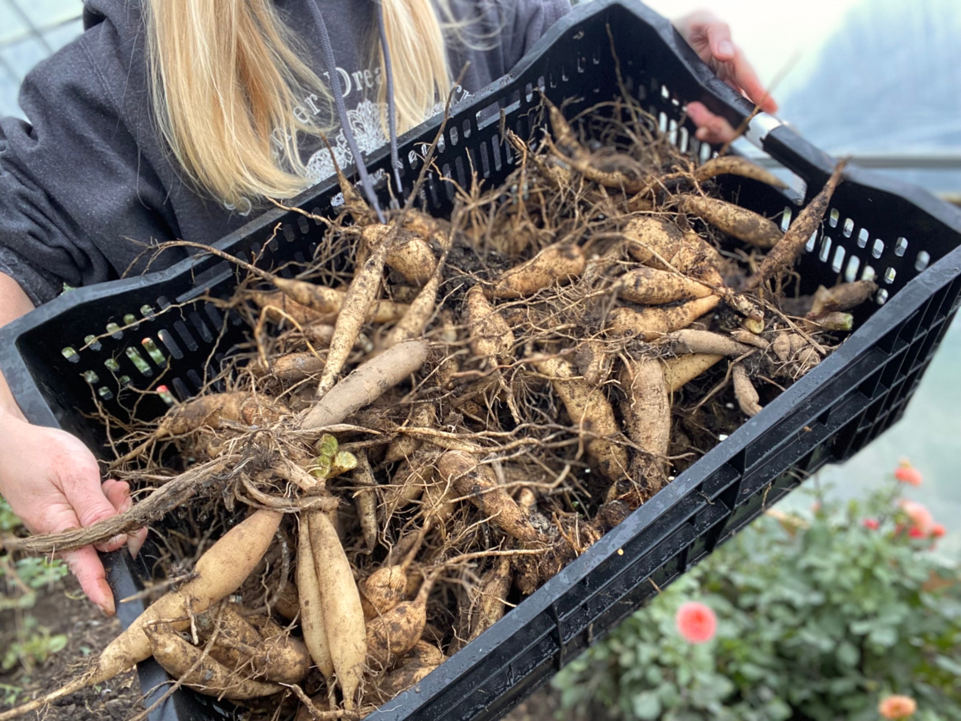 Learn To Split And Store Your Dahlia Tubers