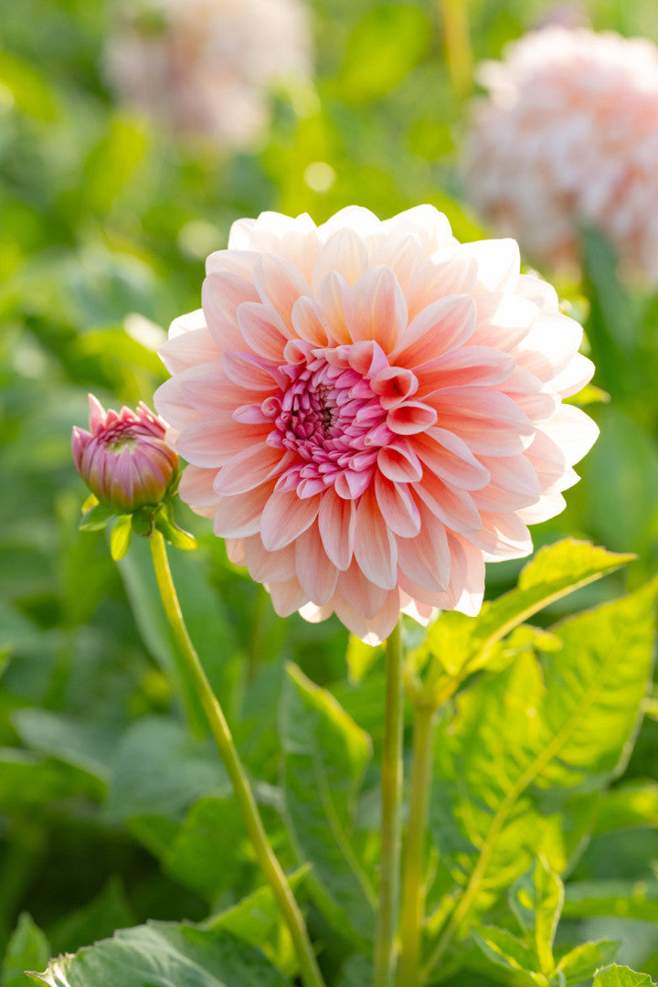 Sturm Sweet Maria Dahlia Tuber *DUTCH TUBER STOCK*