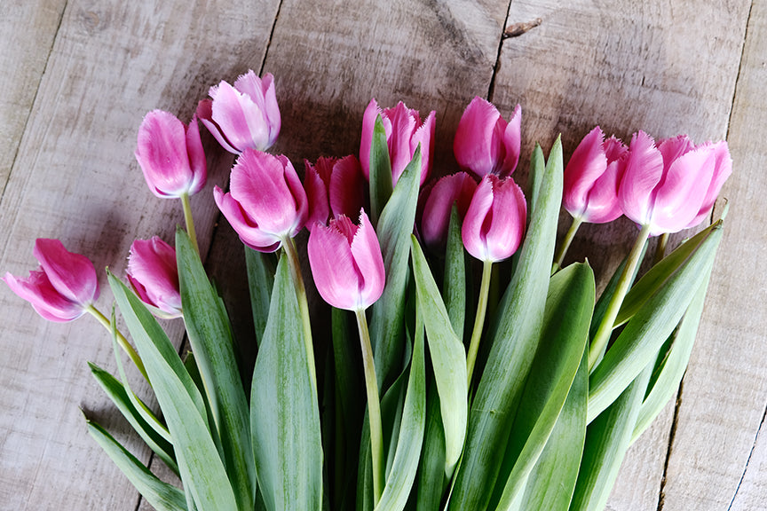 Louve Tulip Bulbs