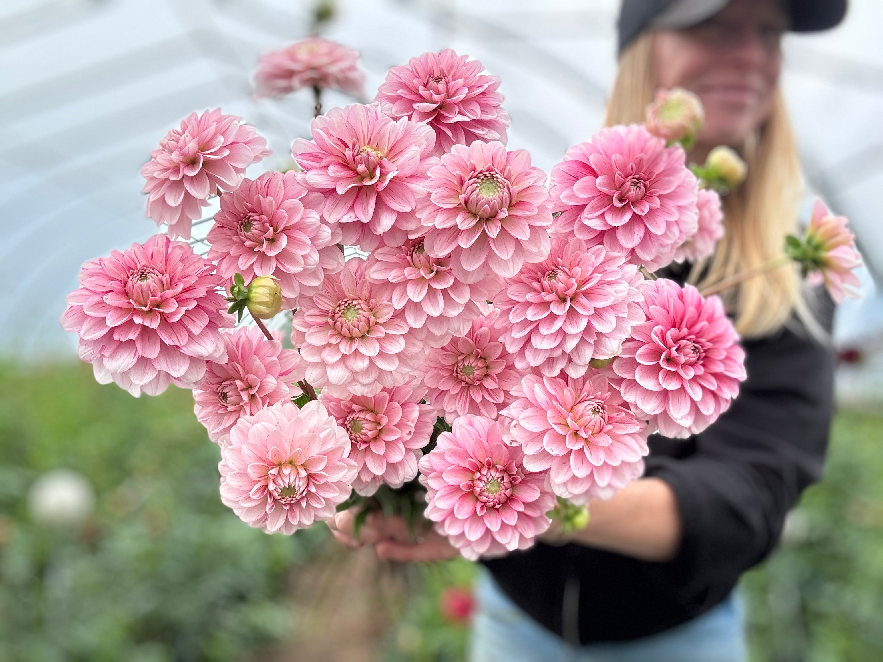 Strawberry Cream Dahlia Tuber - *Product NOT sold out*  SALES START MARCH 2026: Date TBA
