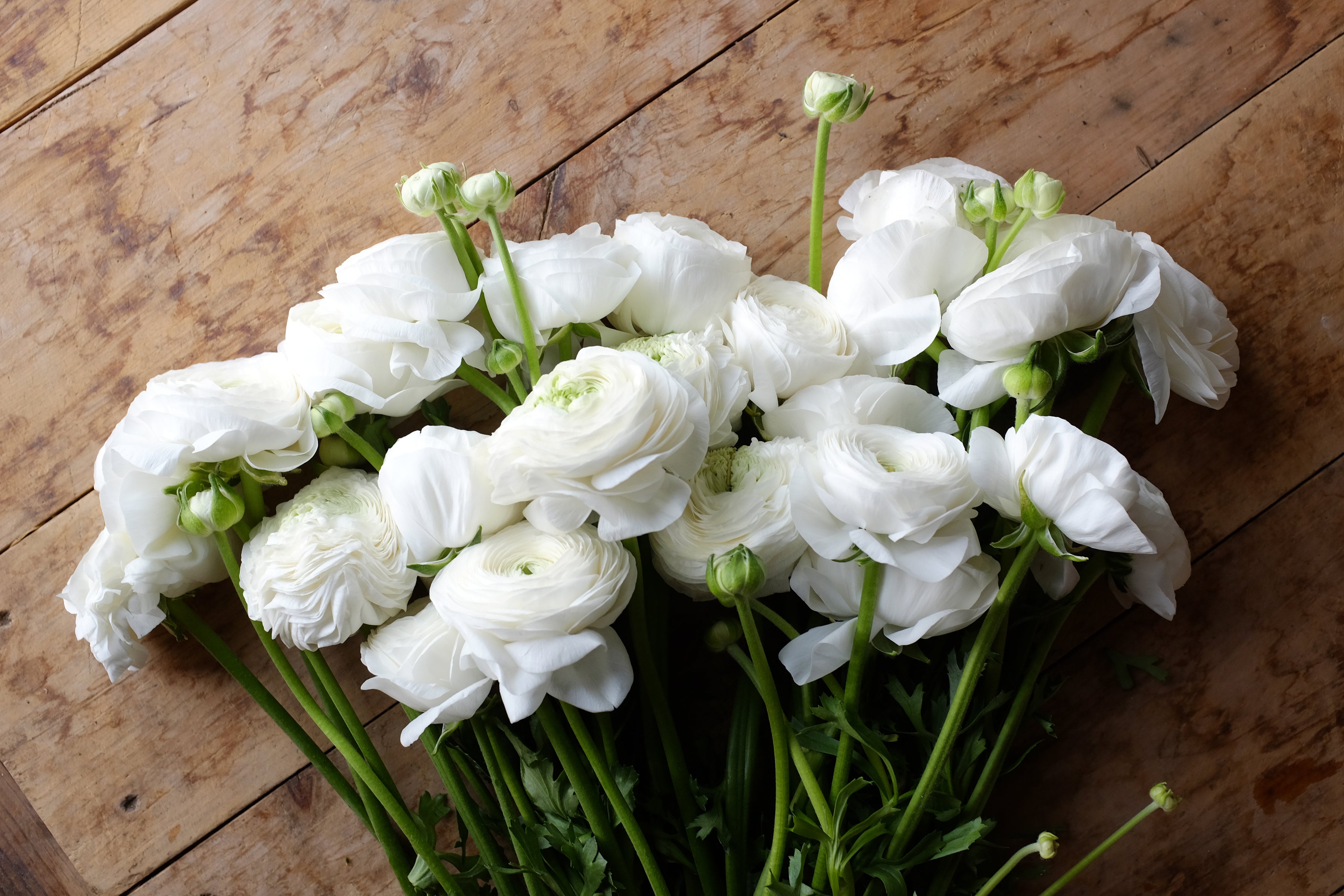 Italian Ranunculus Bianco Corms
