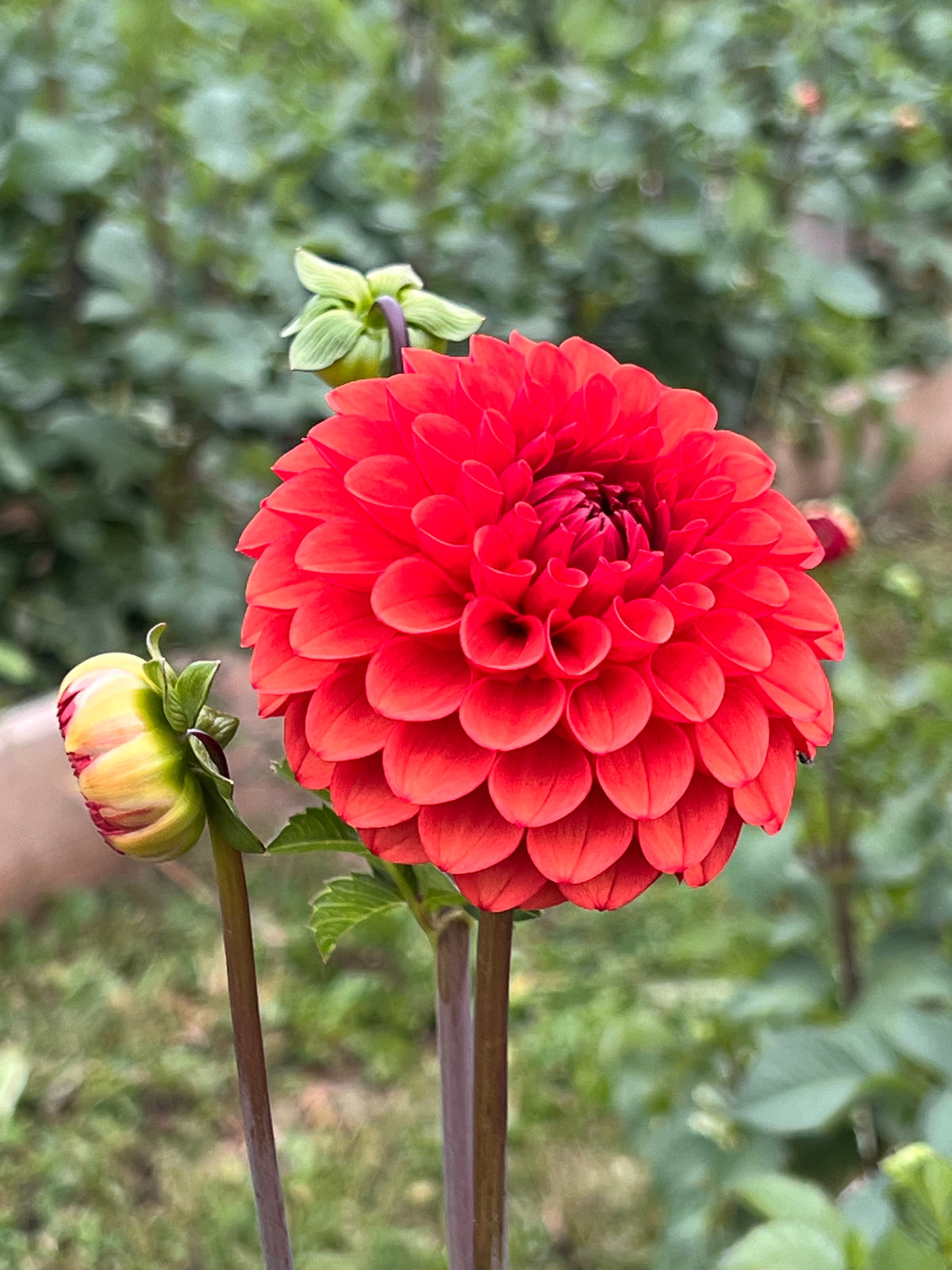 Brown Sugar Dahlia Tuber - *Not Sold Out* SALE COMING IN MARCH OF 2027