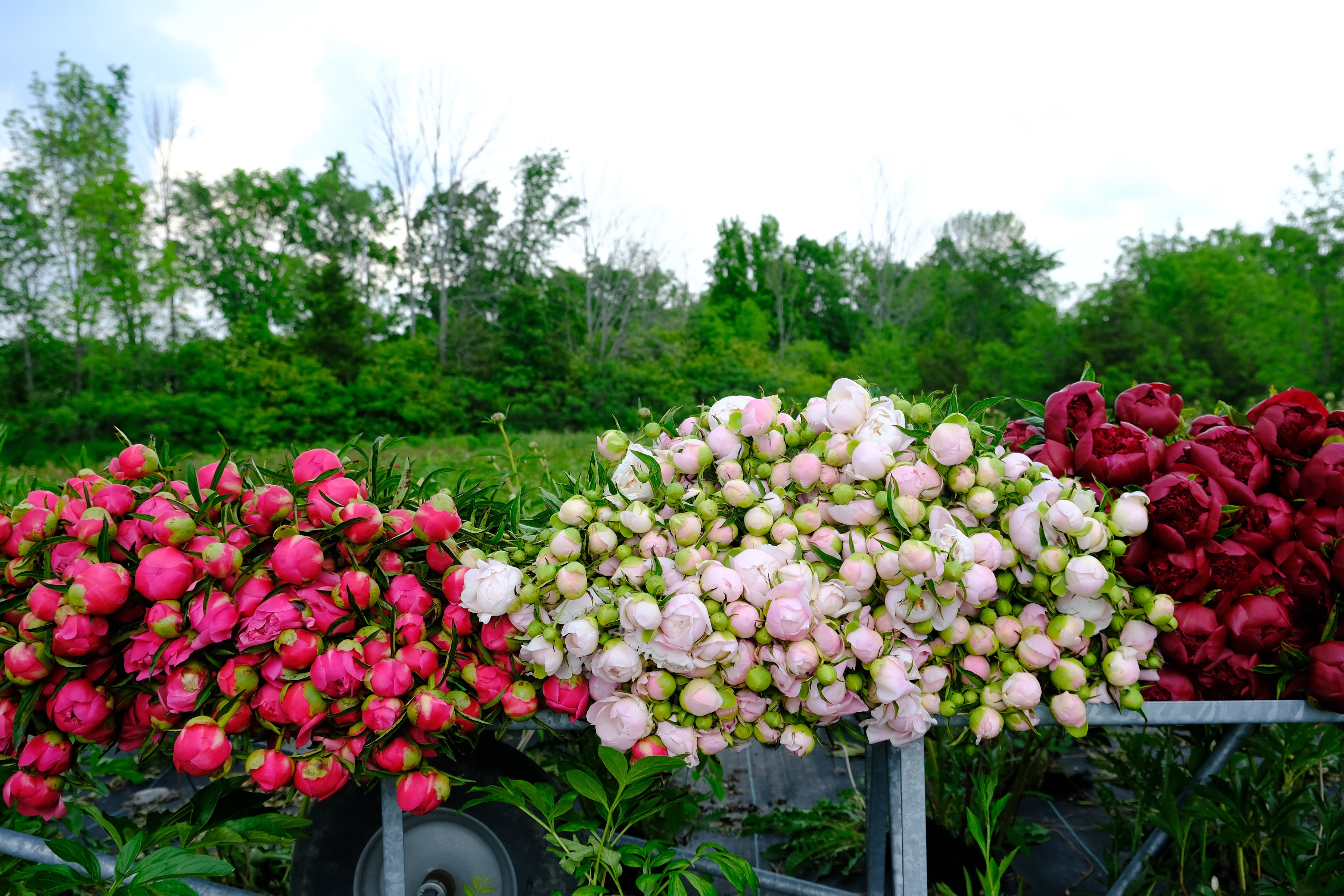 Bulk Bucket of Peonies