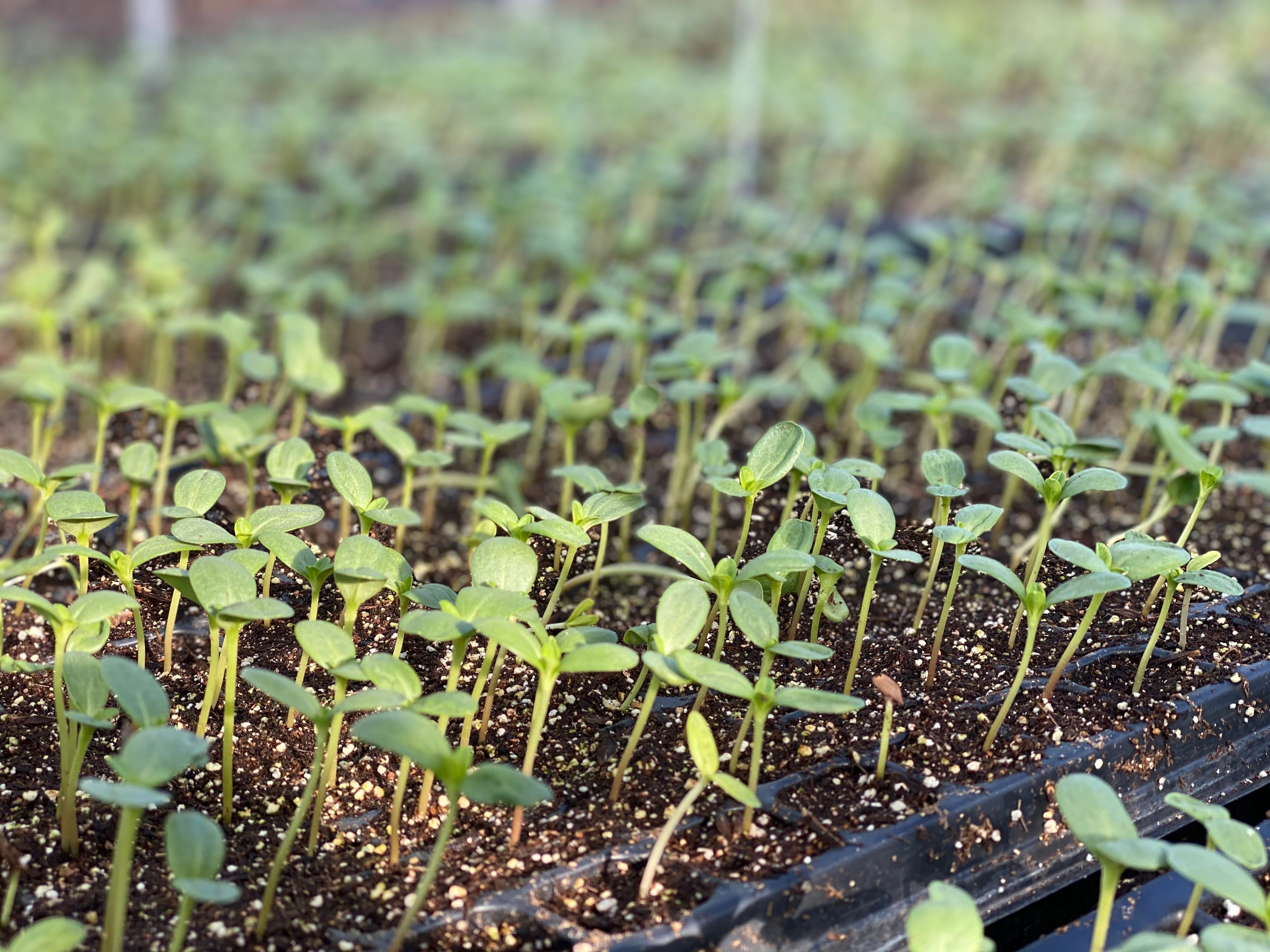 Close-up of seedlings in starter pots.