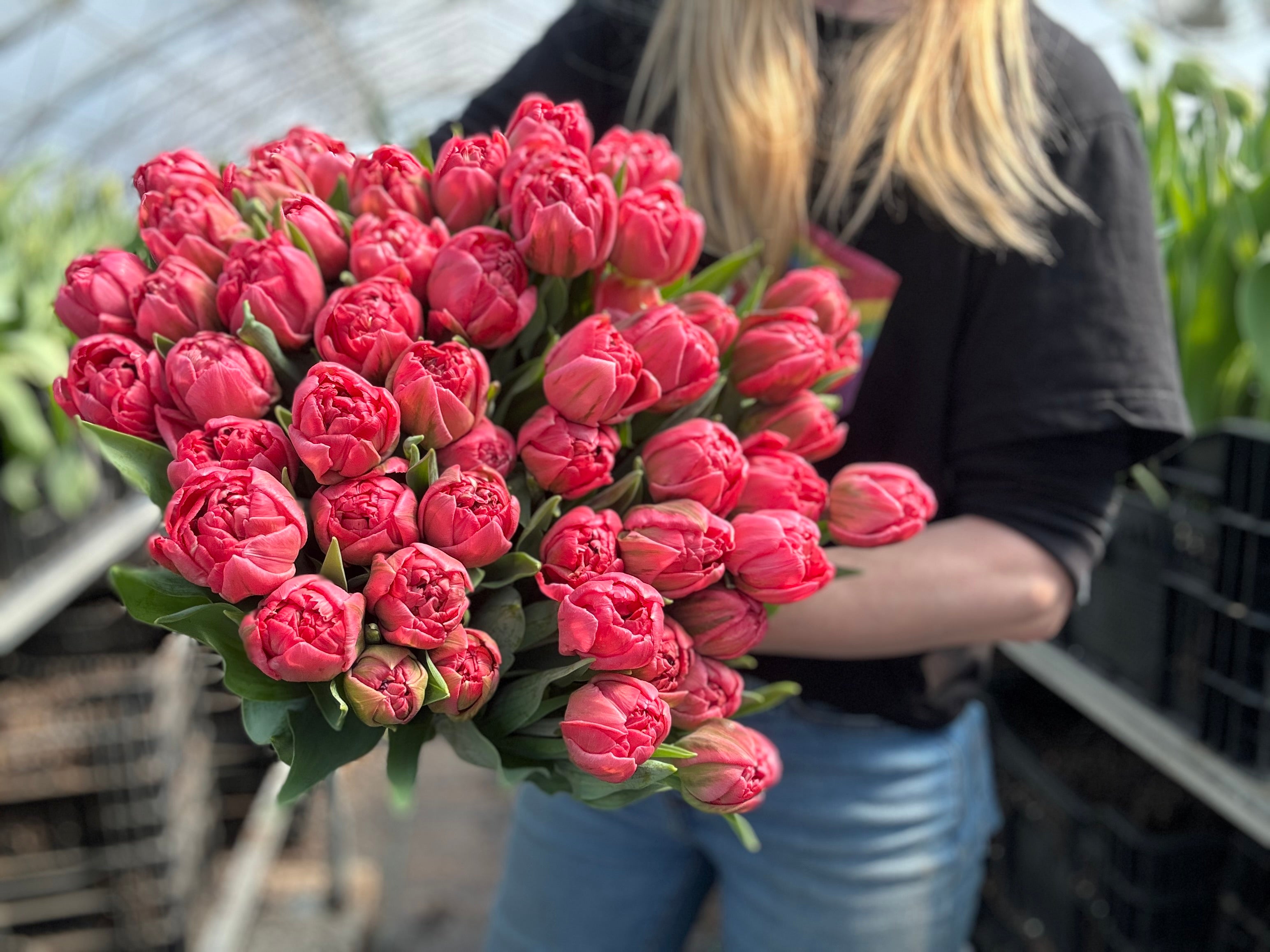 Taiwan Tulip Bulbs