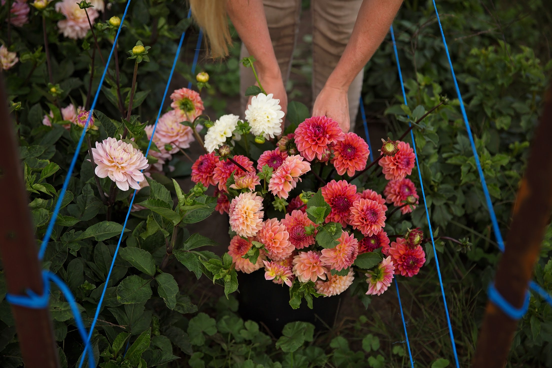 Bulk DIY Bucket of Dahlias: Custom Colour Palette