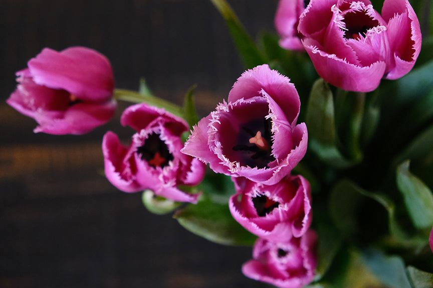 Louve Tulip Bulbs