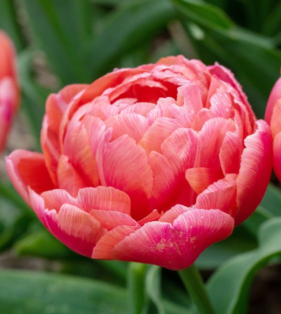Etched Salmon Tulip Bulb - COMING SEPTEMBER 6TH AT 5PM