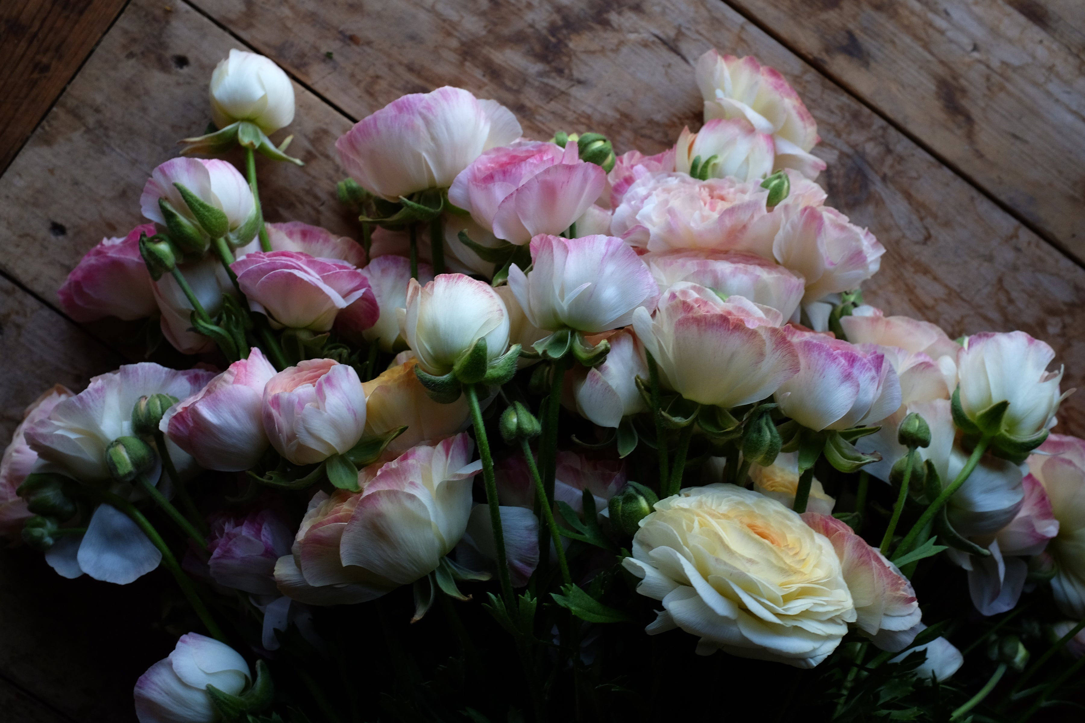 Italian Ranunculus Bianco Sfumato Corms