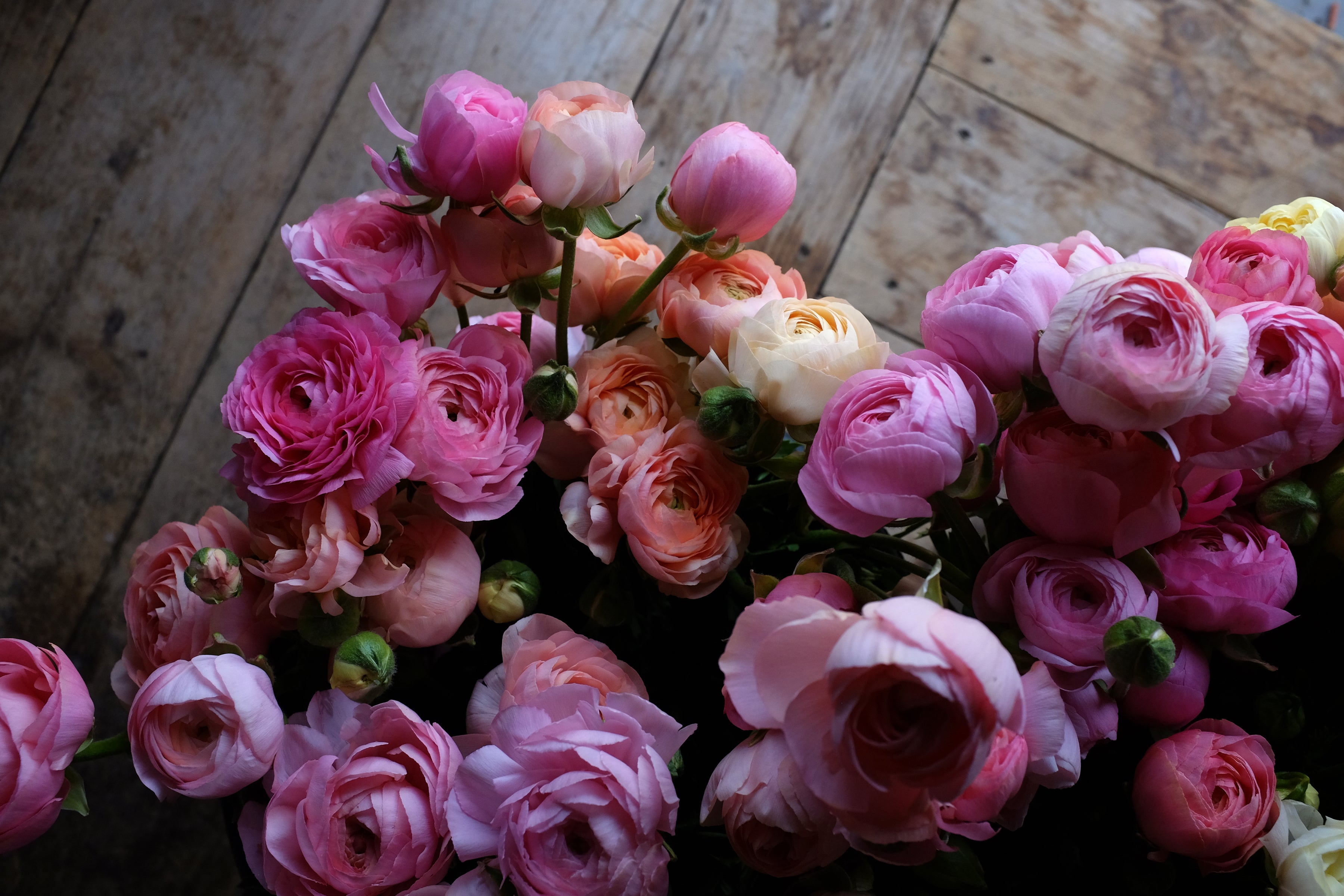 Italian Ranunculus Rosa Chiaro Corms