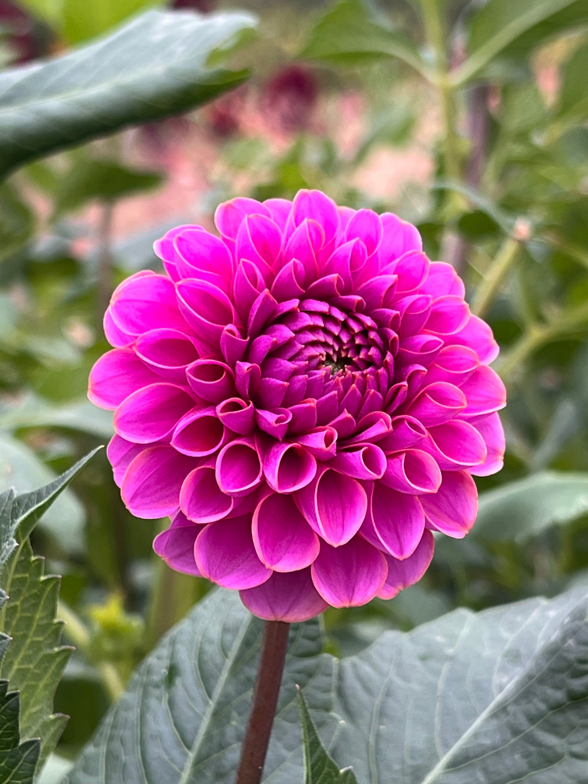 Caitlin's Joy Dahlia Tuber - *Not Sold Out* SALE COMING IN MARCH OF 2027