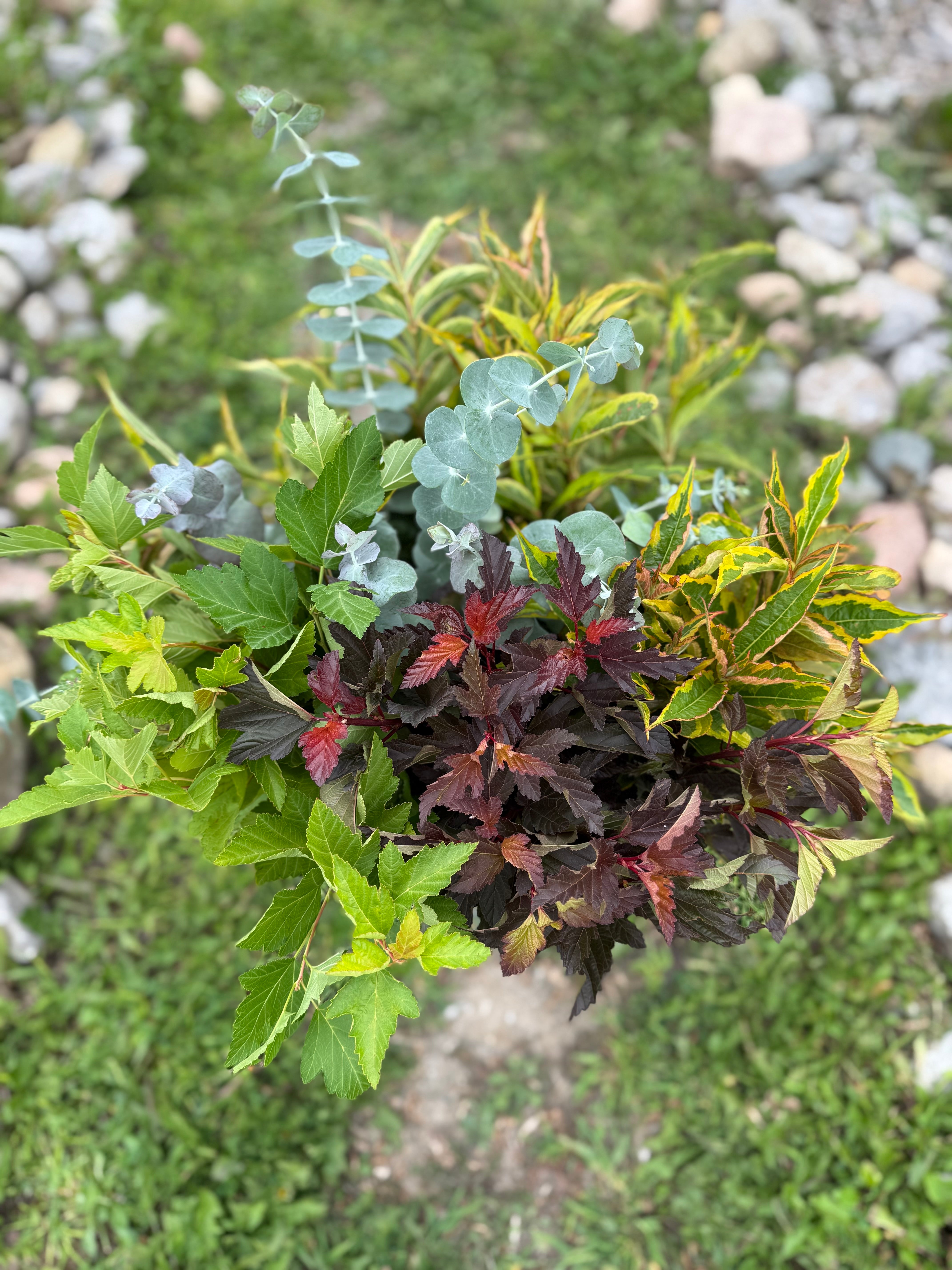 Bulk DIY FOLIAGE BUCKET-50 Stems