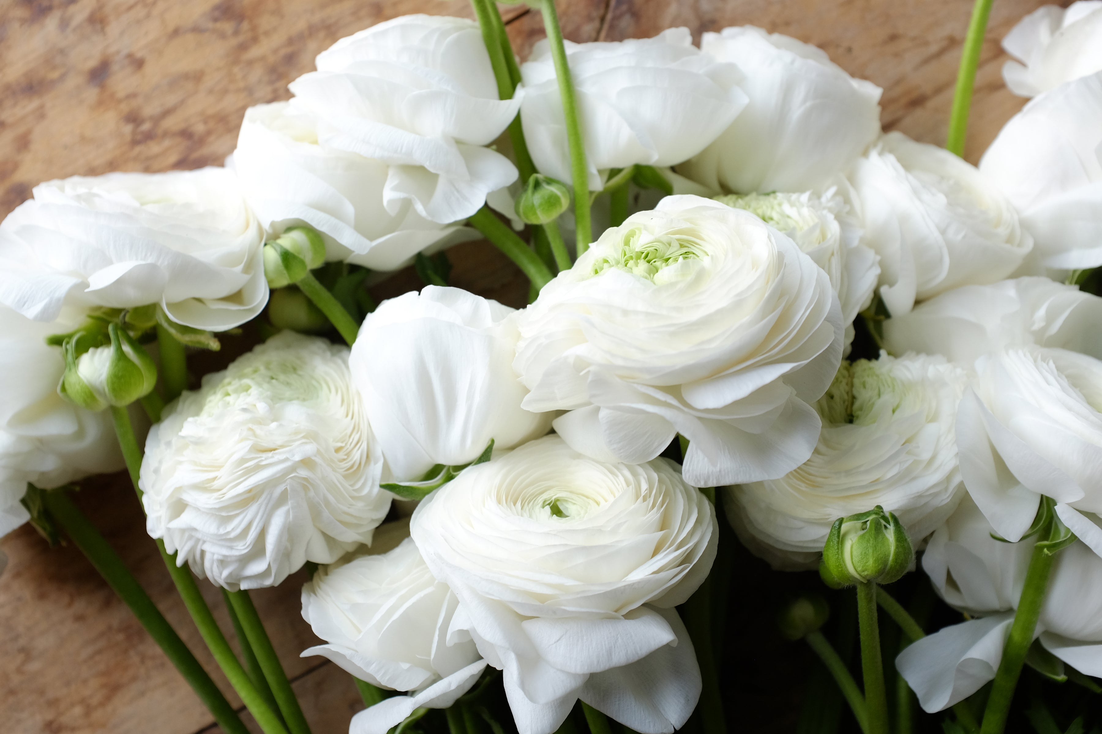 Italian Ranunculus Bianco Corms