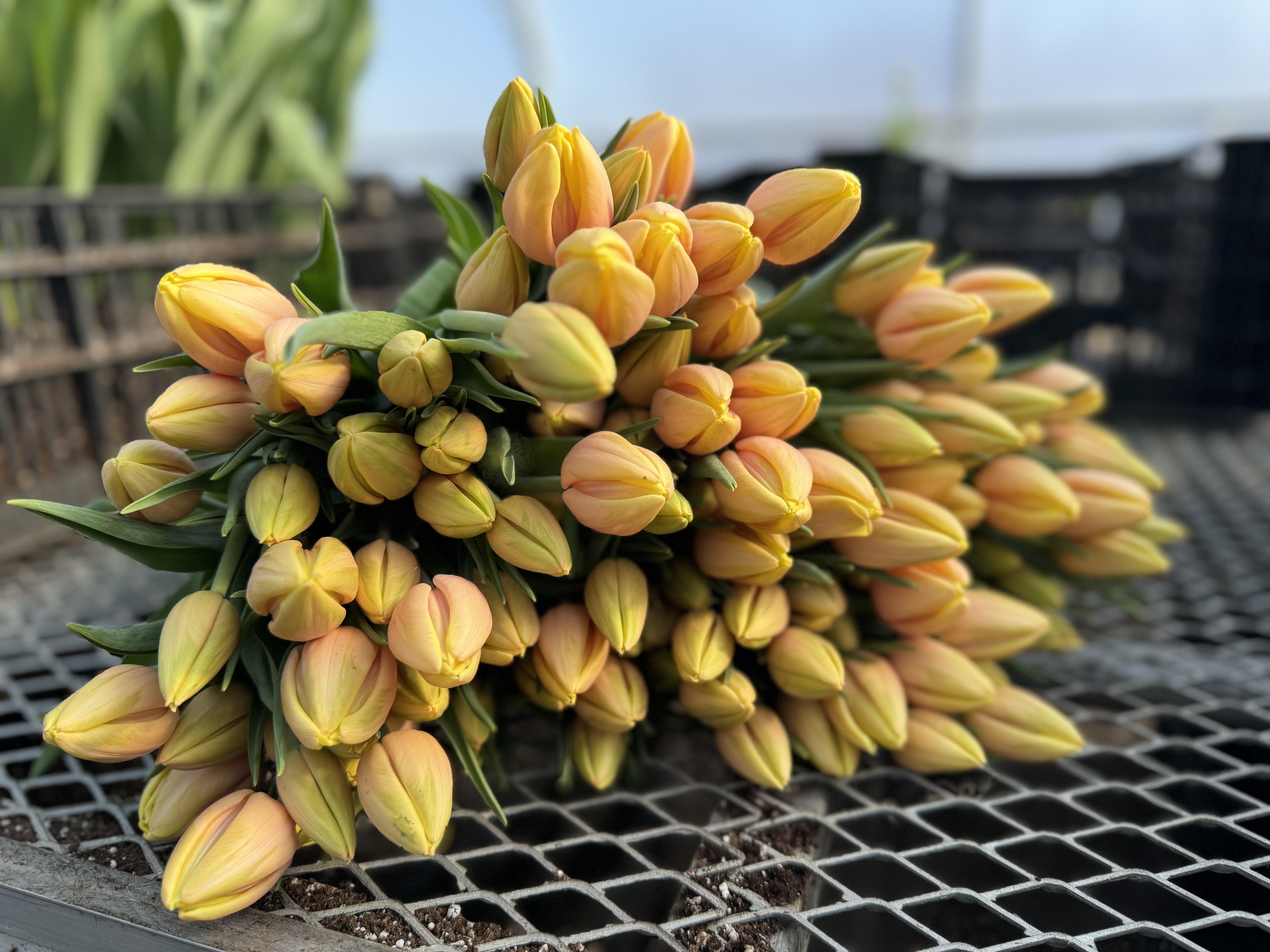 Mango Charm Tulip Bulbs - COMING SEPTEMBER 7TH AT 5PM