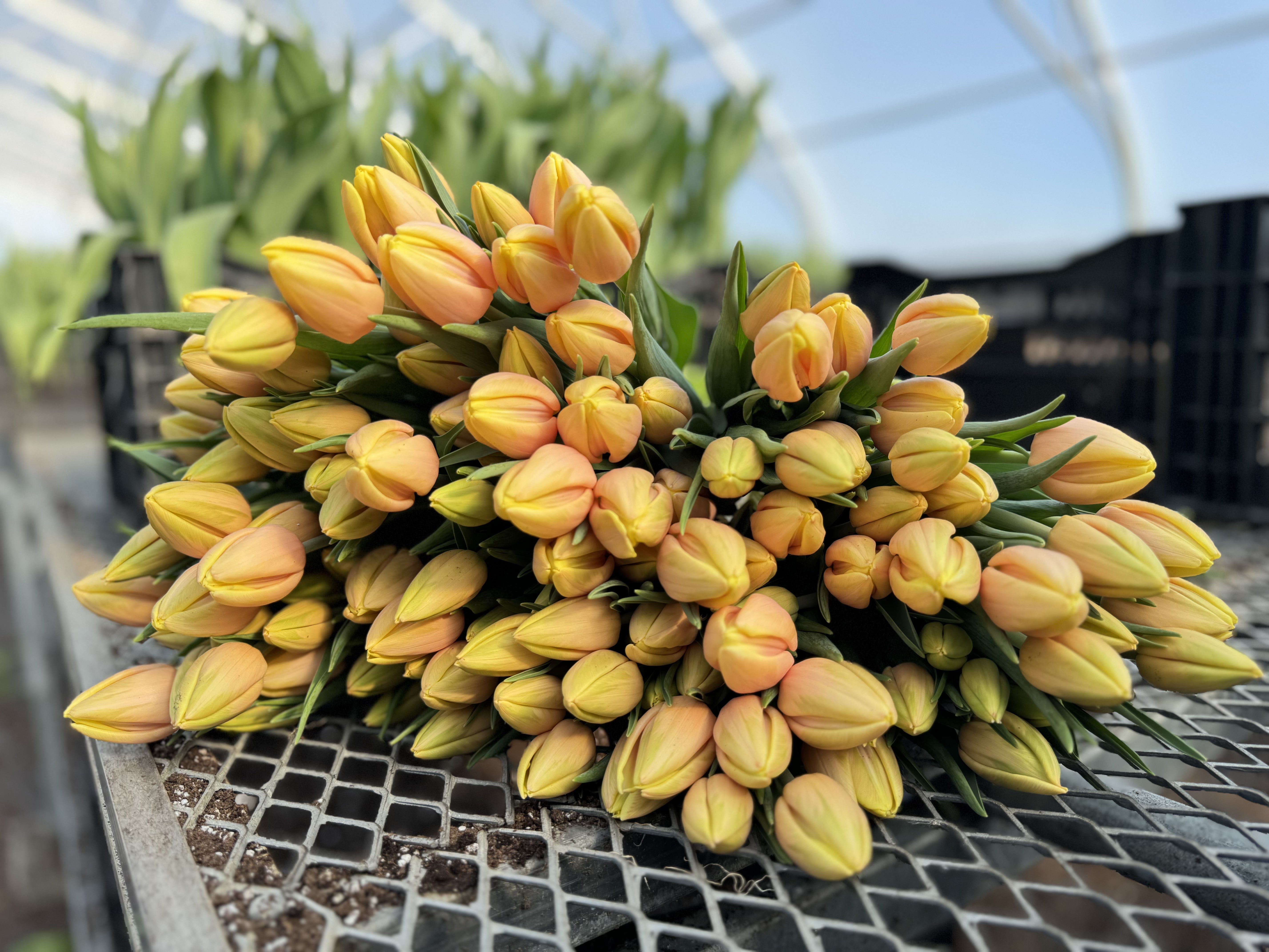 Mango Charm Tulip Bulbs - COMING SEPTEMBER 7TH AT 5PM