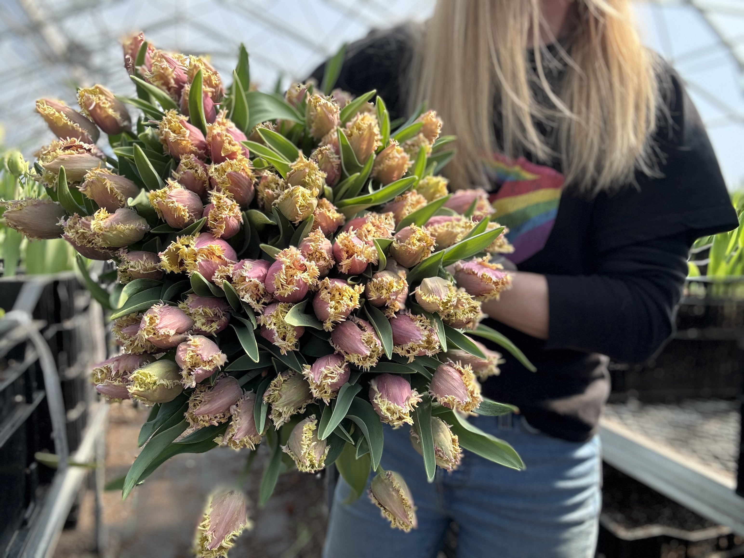 Crunchy Cummins Tulip Bulbs