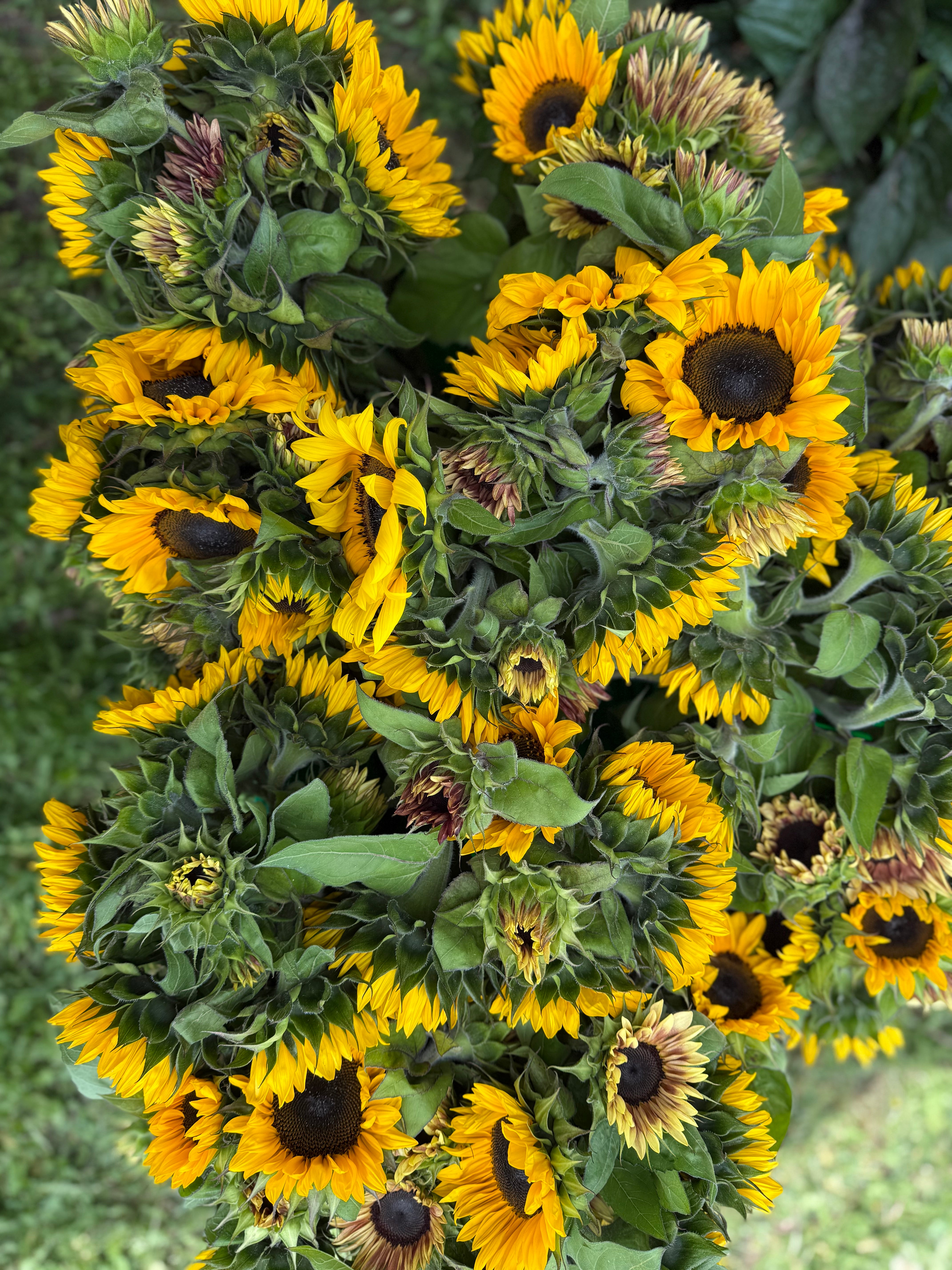 Trenton Memorial Hospital Fundraiser: Sunflowers