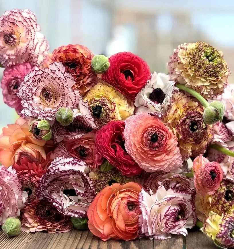 Italian Ranunculus Pastello Striato Corms - COMING SEPTEMBER 6TH AT 5PM!