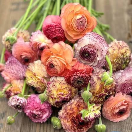 Italian Ranunculus Pastello Striato Corms - COMING SEPTEMBER 6TH AT 5PM!
