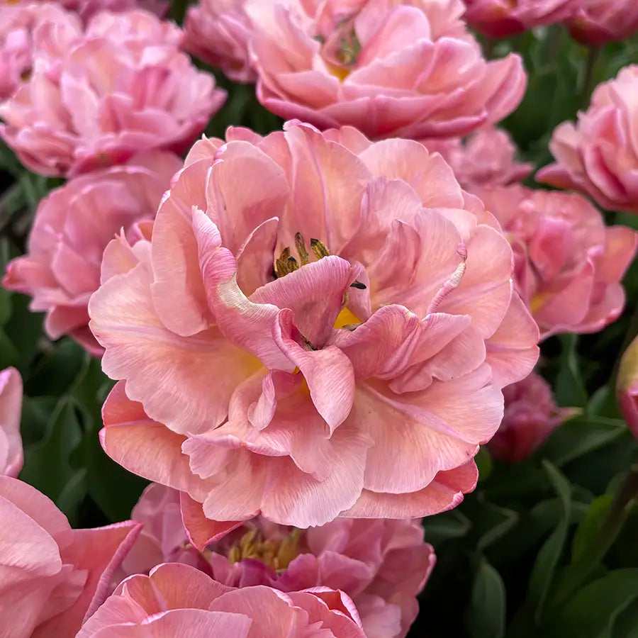 Beachberry Tulip Bulbs - COMING SEPTEMBER 6TH AT 5PM