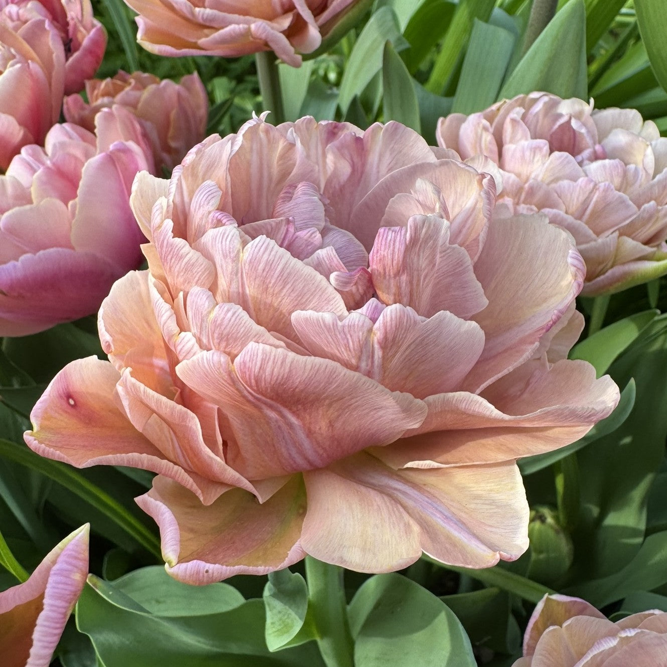 Beachberry Tulip Bulbs - COMING SEPTEMBER 6TH AT 5PM