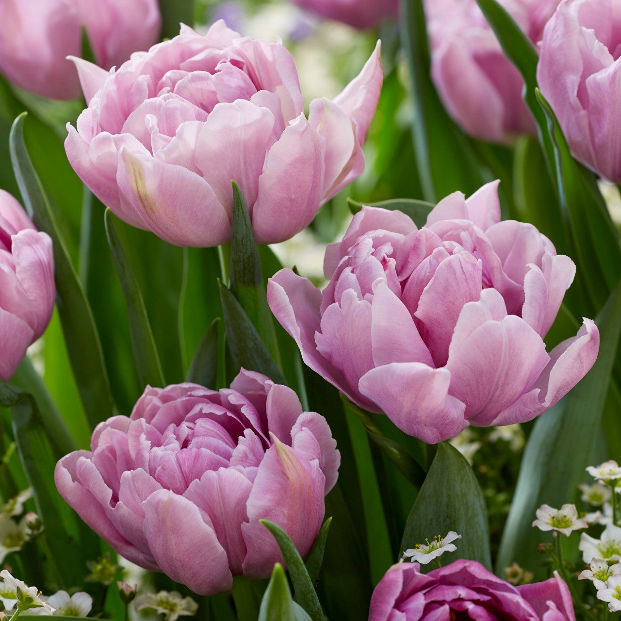 Katinka Tulip Bulb - COMING SEPTEMBER 6TH AT 5PM