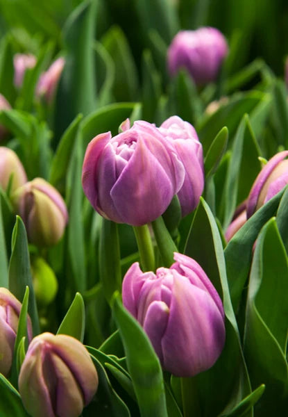 Katinka Tulip Bulb - COMING SEPTEMBER 6TH AT 5PM