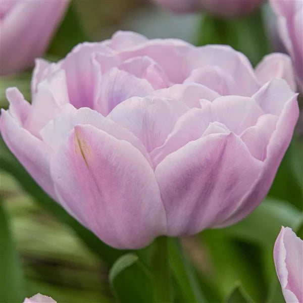 Katinka Tulip Bulbs
