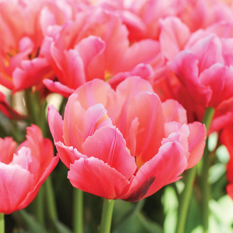Pink Symbois Tulip Bulbs - COMING SEPTEMBER 6TH AT 5PM