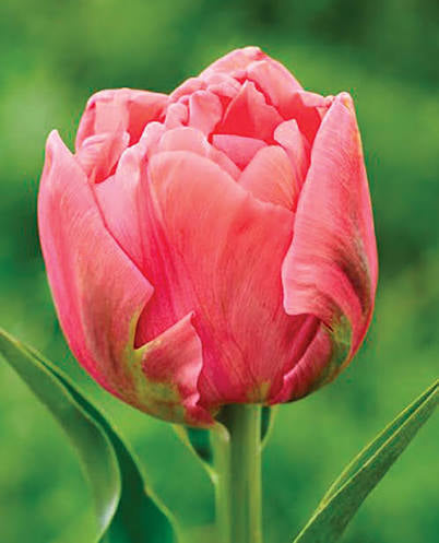 Pink Symbois Tulip Bulbs - COMING SEPTEMBER 6TH AT 5PM