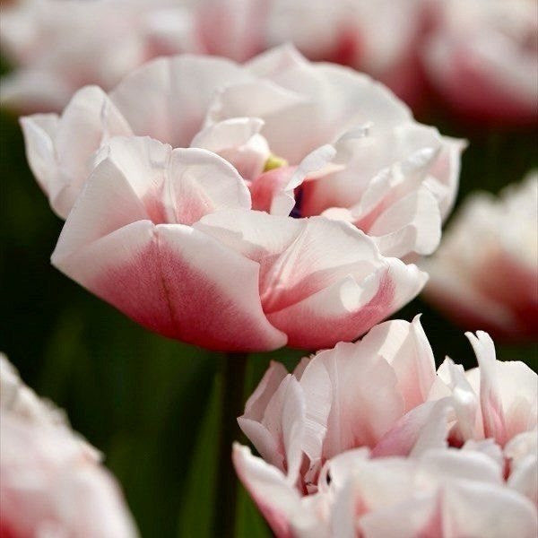 Sambuca Tulip Bulbs - COMING SEPTEMBER 6TH AT 5PM