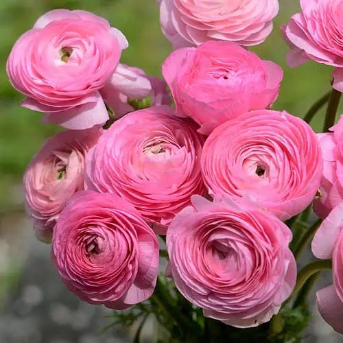 Italian Ranunculus Rosa Medium Pink Corms - COMING SEPTEMBER 6TH AT 5PM