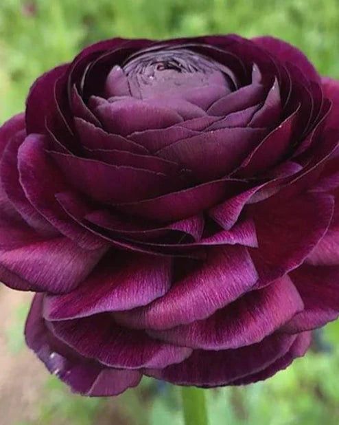 Italian Ranunculus Viola Corms