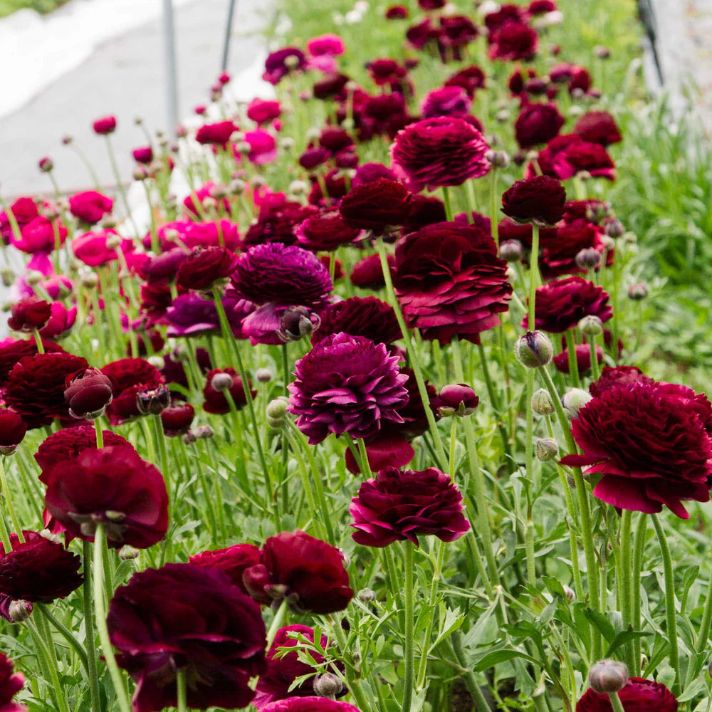 Italian Ranunculus Viola Corms