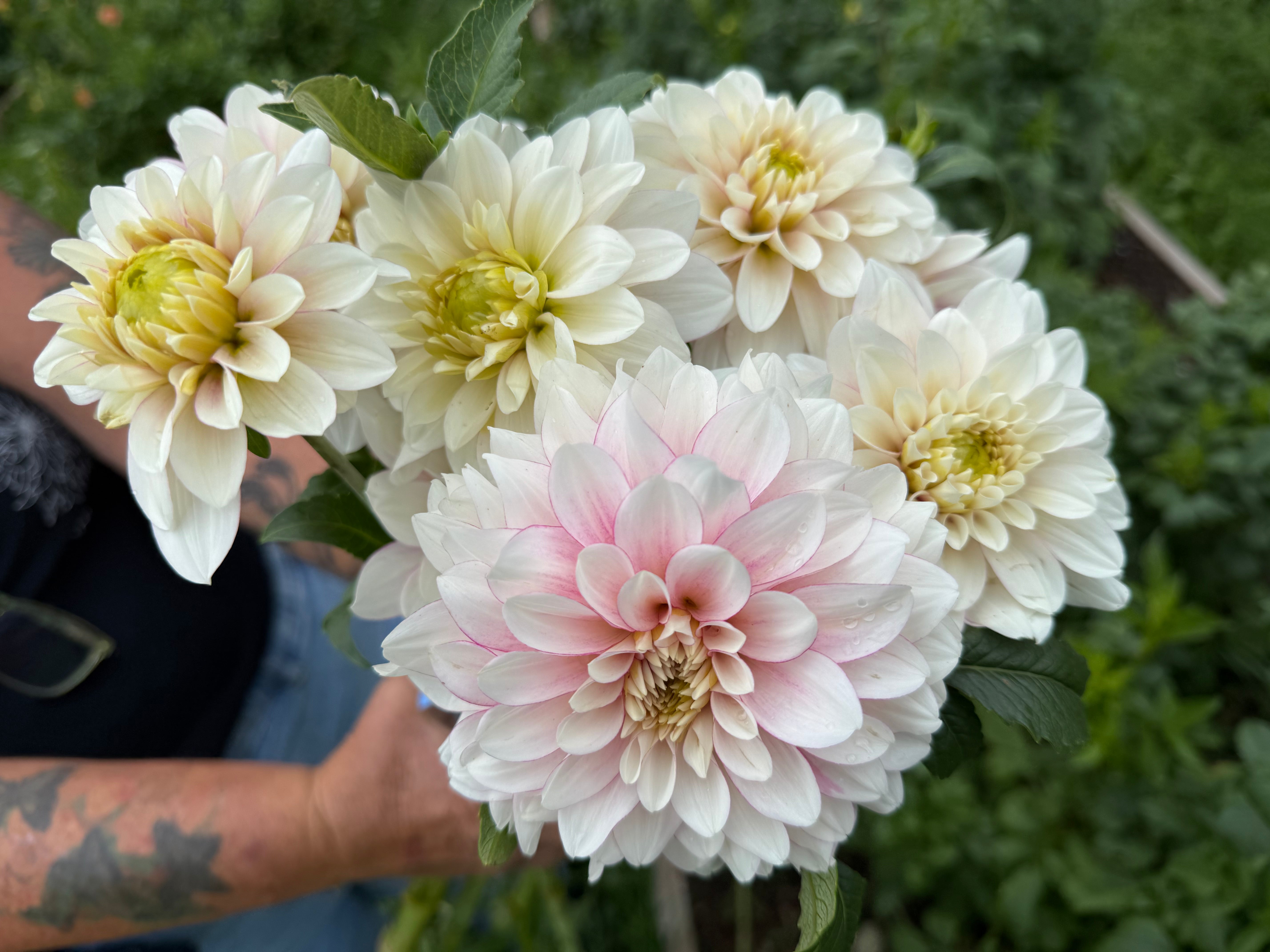 Christo Dahlia Tuber - *Not Sold Out* SALE COMING IN MARCH OF 2027