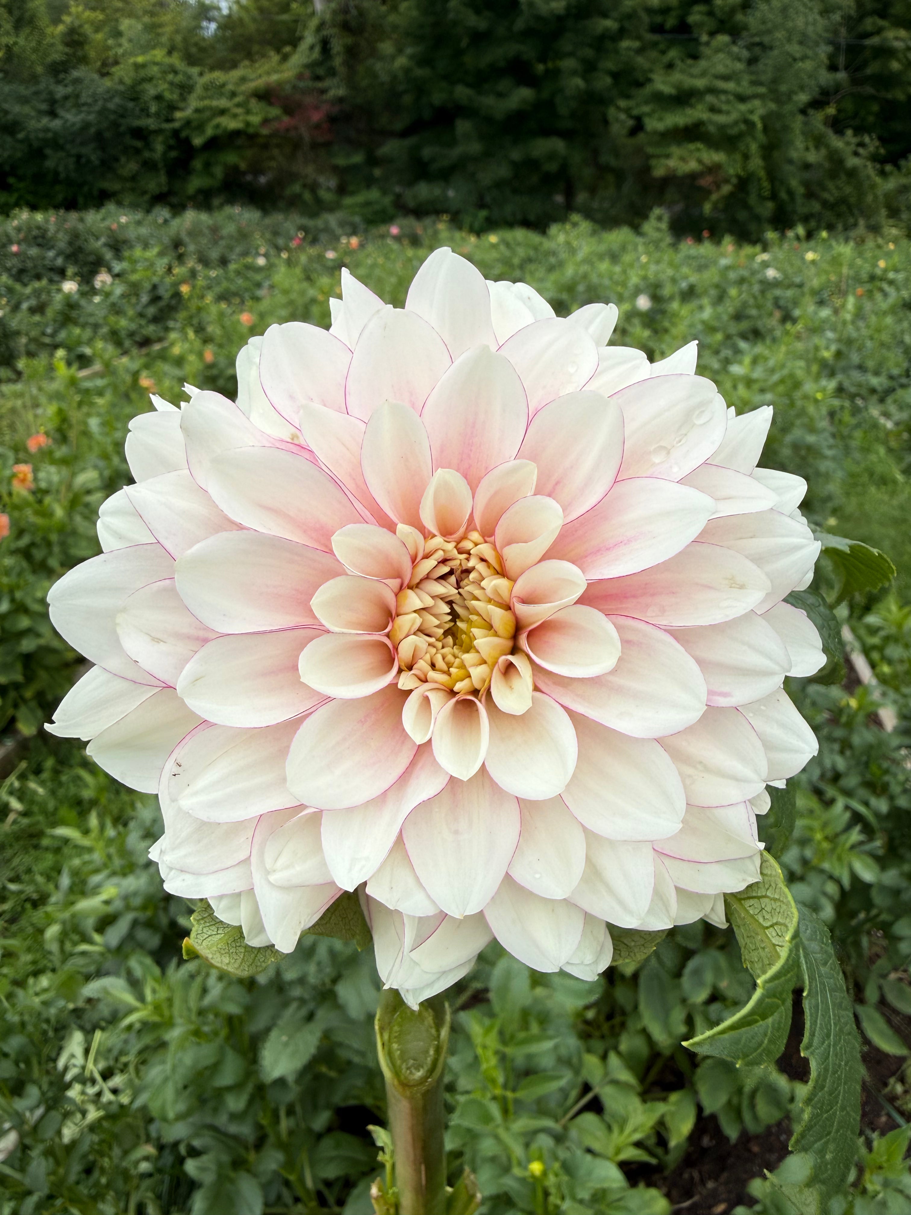 Christo Dahlia Tuber - *Not Sold Out* SALE COMING IN MARCH OF 2027