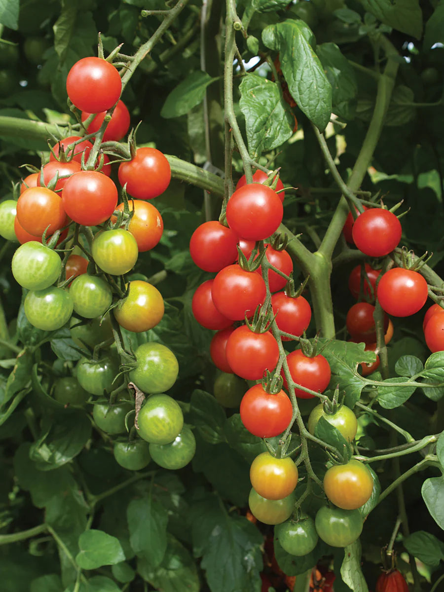 Cherry Tomato Seedlings