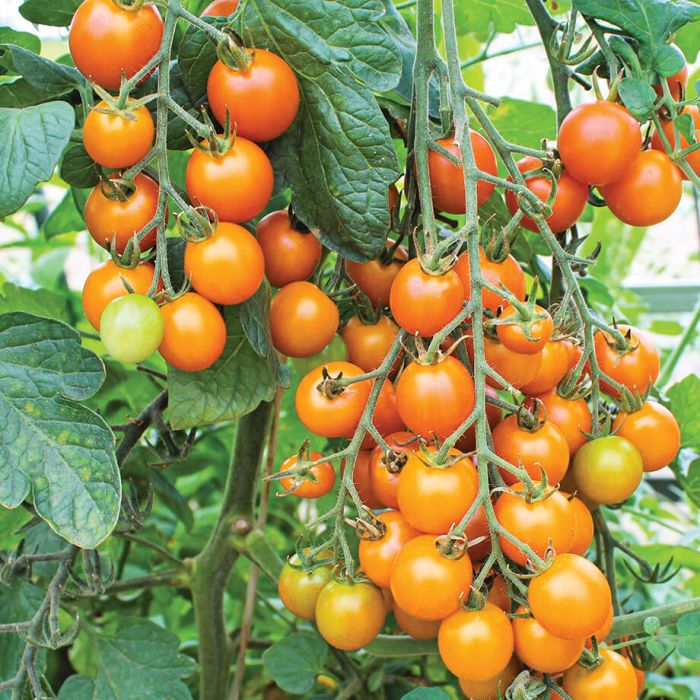 Cherry Tomato Seedlings