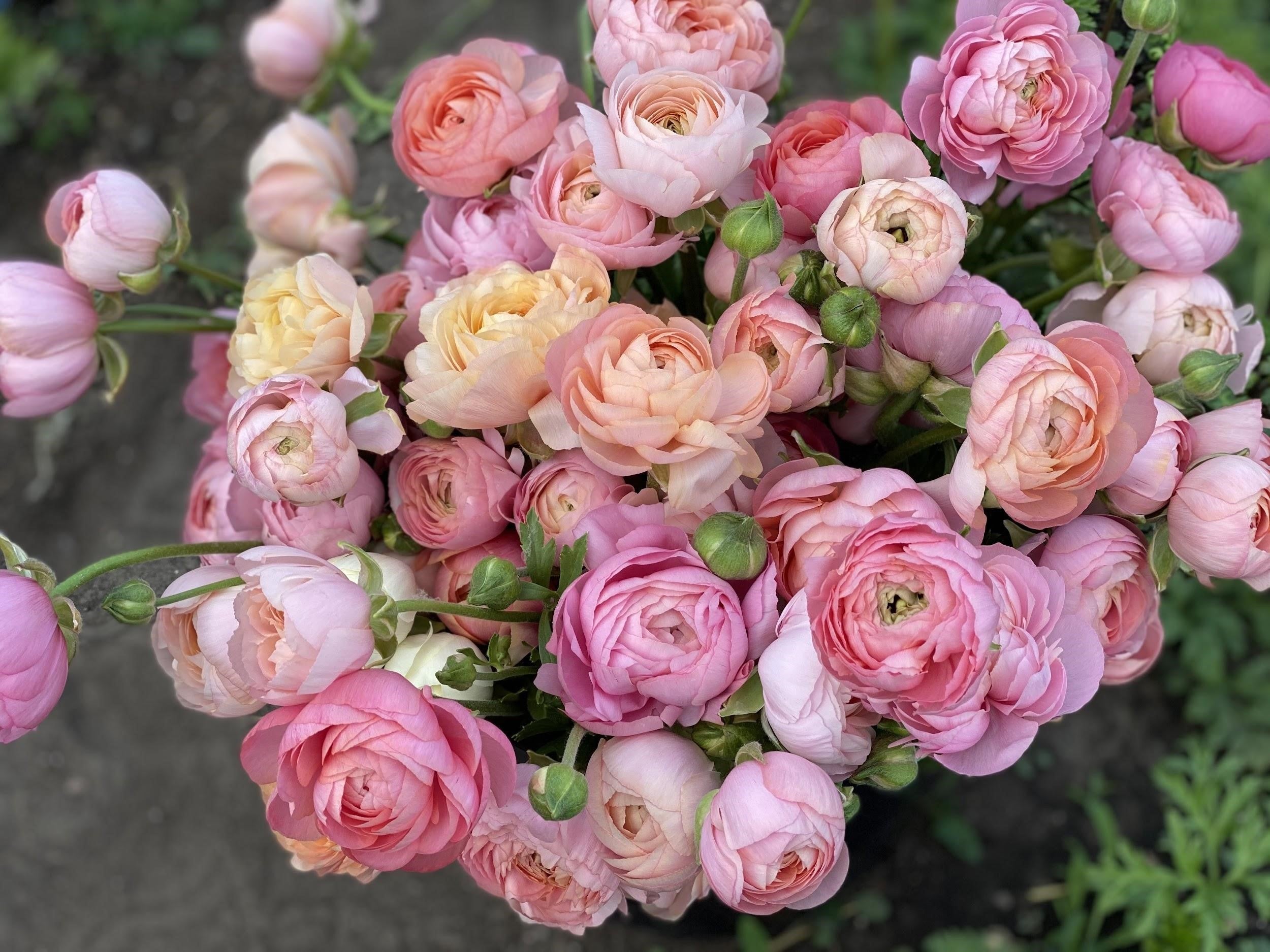 Italian Ranunculus Pastello Corms - COMING SEPTEMBER 6TH AT 5PM