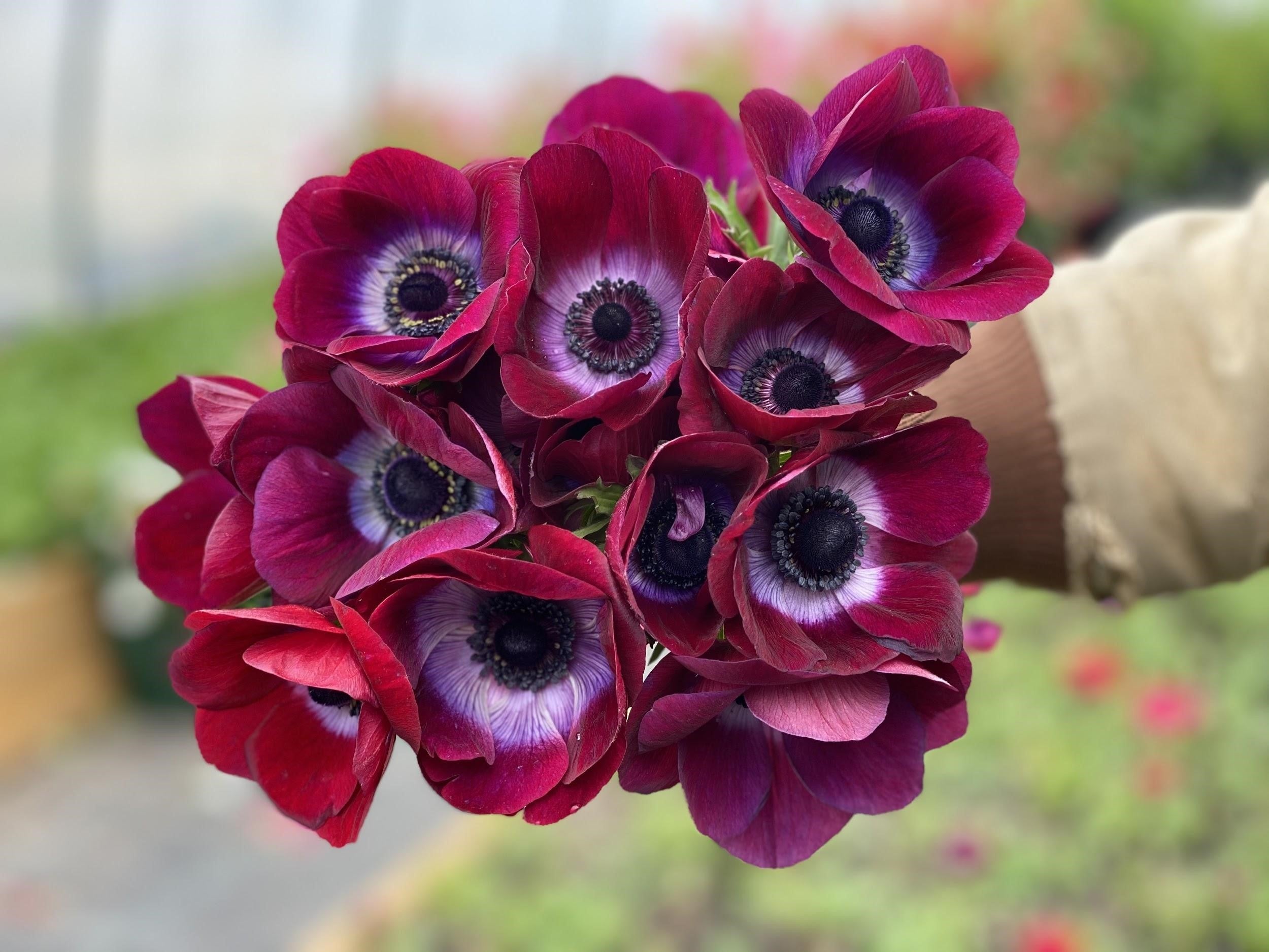 Italian Mistral Anemone Bordeaux Corms - COMING SEPTEMBER 7TH AT 5PM