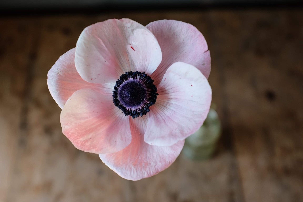 Italian Mistral Anemone Rosa Chiaro Corms