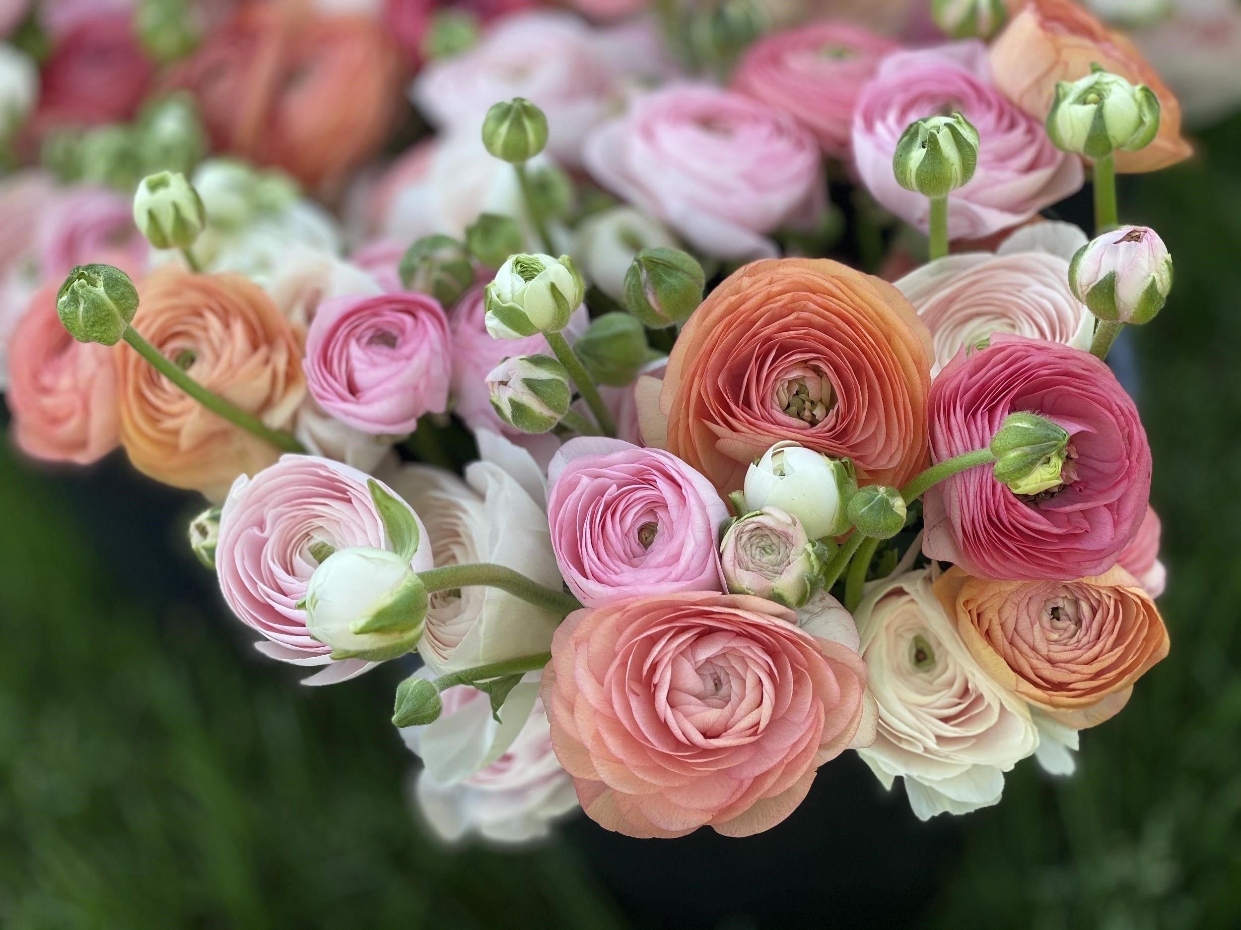 Italian Ranunculus MIXED Package of Corms