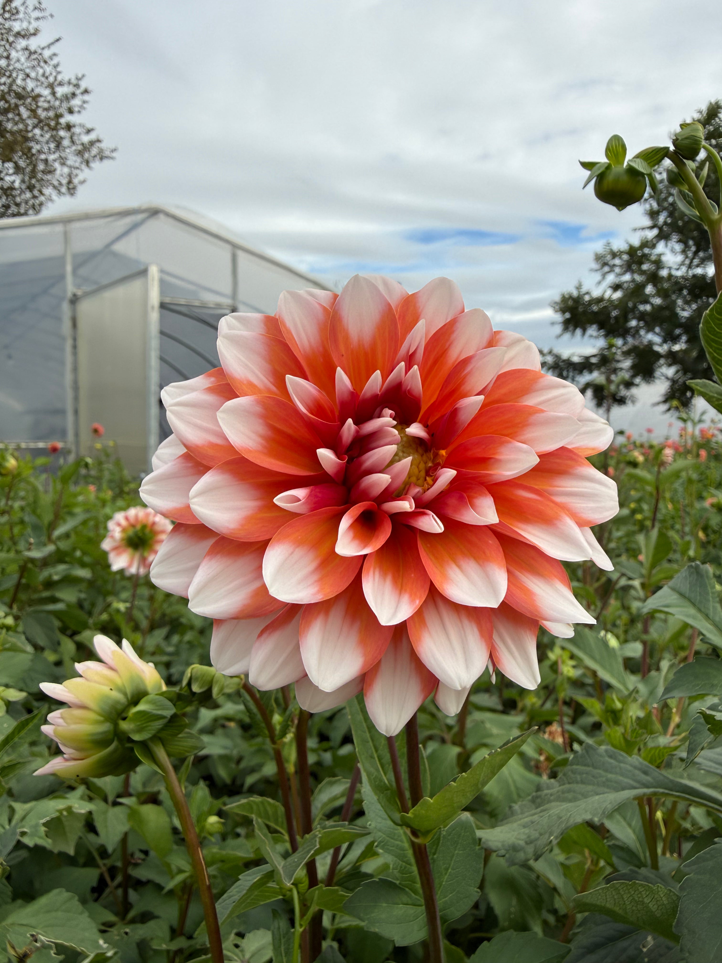 A La Mode Dahlia Tuber - *Not Sold Out* SALE COMING IN MARCH OF 2027