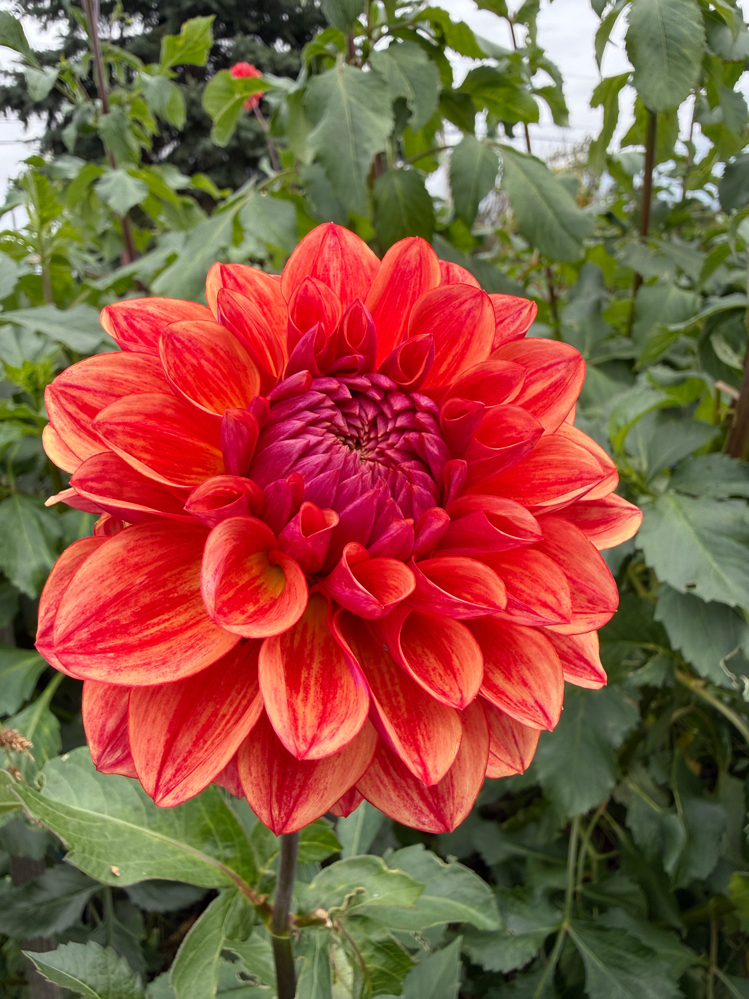 All That Jazz Dahlia Tuber - *Not Sold Out* SALE COMING IN MARCH OF 2027