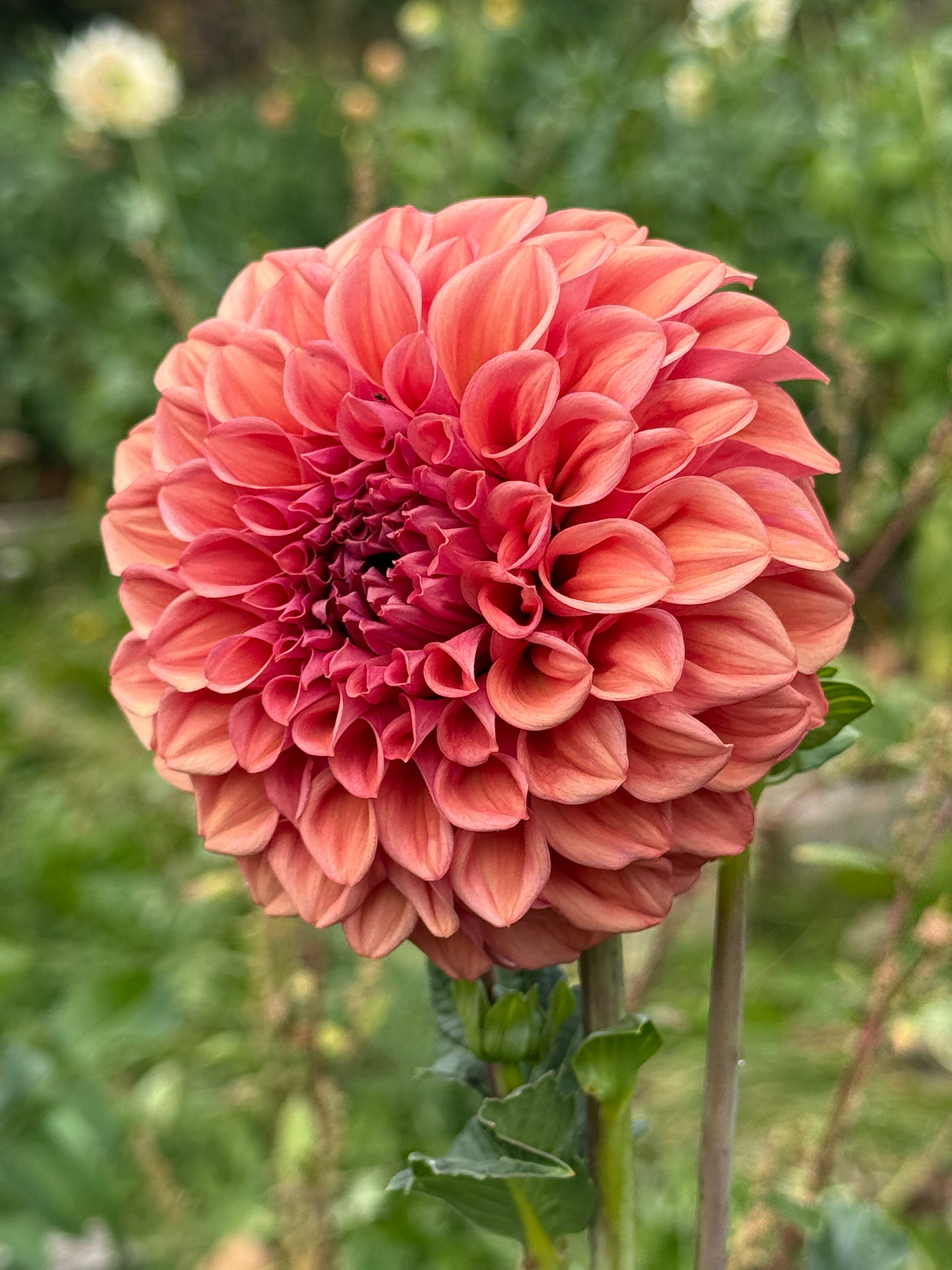 Orange Globe Dahlia Tuber - *Not Sold Out* SALE COMING IN MARCH OF 2027