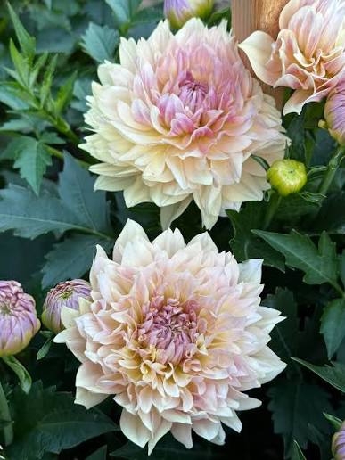 Joel's Favourite Dahlia Tuber *DUTCH TUBER STOCK*